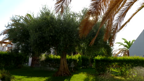 Grüner-Garten-Mit-Oliven--Und-Palmenbäumen-An-Sonnigen-Sommertagen