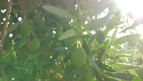 Rama-Con-Aceitunas-Verdes-A-La-Luz-Del-Sol-Brillante