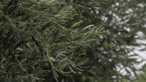 Olivenbaum-Und-Strömender-Regen