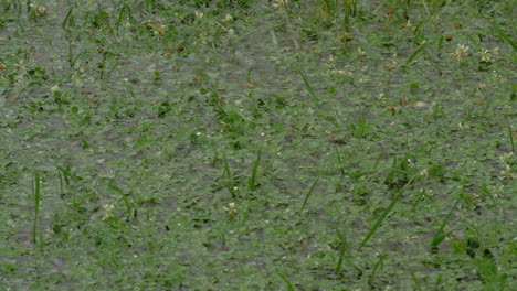 Drizzle-and-puddle-on-the-green-clover-lawn
