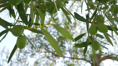 Grüner-Olivenzweig-Und-Großer-Baum-Im-Hintergrund