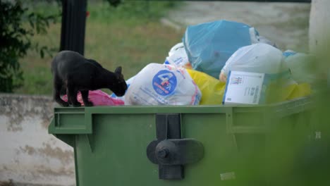 Gato-Callejero-Encontró-Algo-De-Comida-En-El-Contenedor-De-Basura.