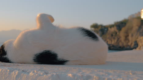 Verspielte-Schwarz-weiße-Katze-Am-Meer