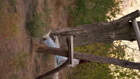 Vertical-video:-a-brunette-in-a-checkered-shirt-and-jeans-swings-on-a-wooden-swing-outside-the-city-against-a-forest-background.-Rest-in-the-country