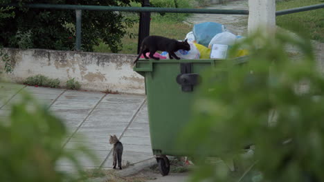 Streunende-Katzen-Erkunden-Müllcontainer,-Um-Etwas-Futter-Zu-Bekommen