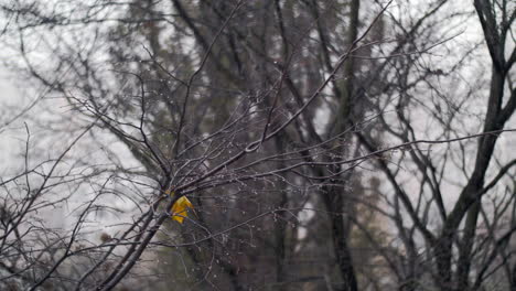 Bare-tree-with-last-leaf-under-autumn-snowfall