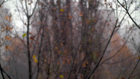 Spätherbstszene-Mit-Schneefall-Und-Verblassten-Bäumen