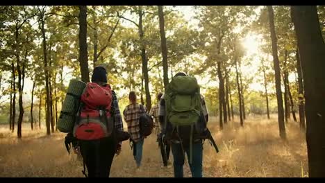 Rear-view-of-four-people-in-special-hiking-clothes-with-special-hiking-backpacks-walking-through-the-forest-on-parched-summer-grass-during-bright-sunshine-in-the-forest.-Two-couples-of-people-on-a-hike