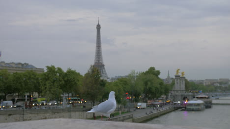 Paris-view-and-gull-looking-at-city-France