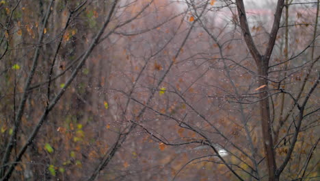 árboles-Descoloridos-Y-Escena-De-Nevadas-De-Finales-De-Otoño