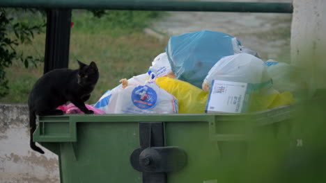 Gato-Callejero-Quiere-Buscar-Comida-En-El-Contenedor-De-Basura