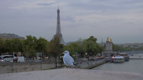 Möwe-Gegen-Abendansicht-Von-Paris-Mit-Eiffelturm-Und-Uferpromenade-Frankreich