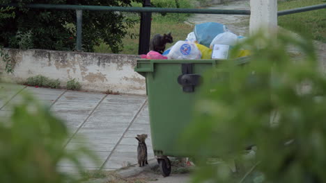 Katzen-Suchen-In-Müllcontainern-Auf-Der-Straße-Nach-Futter