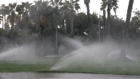 Irrigation-sprinklers-working-on-a-green-lawn-with-palm-trees-behind-it