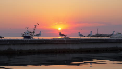 Seagulls-and-boat-in-the-sea-sunset-marine-scene