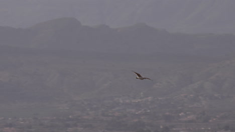 Gull-flying-over-the-town