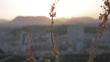 Dry-plant-against-the-city-and-sunset
