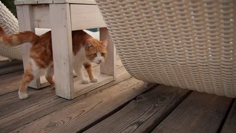 A-red-haired-cat-walks-under-a-wooden-stool-on-a-wooden-floor-and-looks-ahead.-Country-house