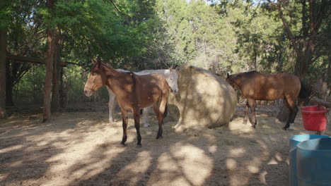 Horses-eating-and-feeding-on-round-bale-of-hay-on-a-ranch