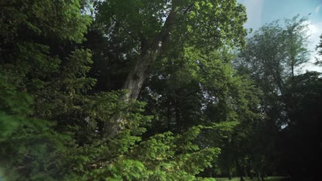 A-undersighted-gimbal-shot-of-a-tree-in-the-Schlossgarten-of-Karlsruhe,-Germany