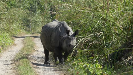 A-one-horned-rhino-walking-along-a-dirt-road-bordered-by-high-elephant-grass-in-the-Chitwan-National-Park-in-Nepal