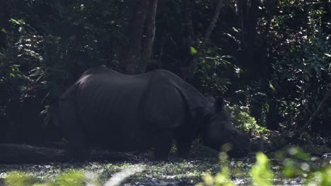 A-one-horned-rhino-grazing-in-the-wetlands-of-the-Chitwan-National-Park-in-Nepal