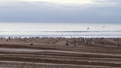 Seagulls-are-waking-up-and-taking-off-for-the-first-flight-of-the-day,-sunrise-on-the-beach,-harmonious-overture-to-the-day's-unfolding-beauty-at-the-sea-coastline