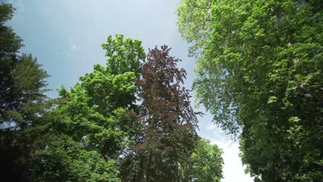 Ein-Verdeckter-Kardanischer-Baumspaziergang-Im-Schlosspark-Von-Karlsruhe