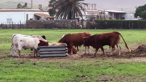 Vieh,-Das-Draußen-Auf-Dem-Gras-In-Der-Landwirtschaftlichen-Umgebung-Gefangen-Wird