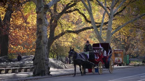 Un-Carruaje-Tirado-Por-Caballos-Recorre-Tranquilamente-La-Impresionante-Variedad-De-Follaje-Otoñal-En-Central-Park