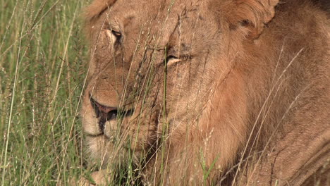 Close-up-of-a-male-lion-staring-at-the-camera-through-grass-cover