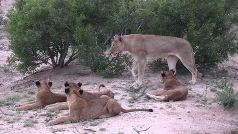 Un-León-Adulto-Se-Estira-Mientras-Sus-Cachorros-Descansan-Juntos-En-La-Tierra-Seca-De-África