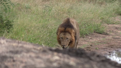 A-male-lion-approaching-the-camera-in-an-African-wildlife-reserve