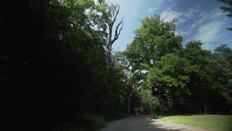 Un-Paseo-Con-Cardán-Mirando-Hacia-Arriba-De-La-Copa-De-Un-árbol-Enfermo-En-El-Schlossgarten-De-Karlsruhe.