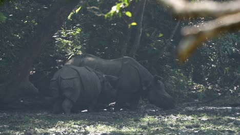 A-mother-one-horned-rhino-and-a-young-rhino-grazing-in-the-wetlands-of-the-Chitwan-National-Park-in-Nepal