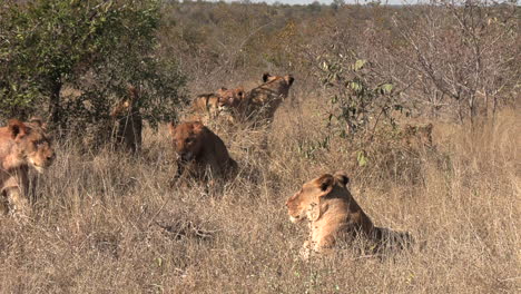A-pride-of-lions-get-startled-and-one-stands-up-with-a-leg-in-his-mouth
