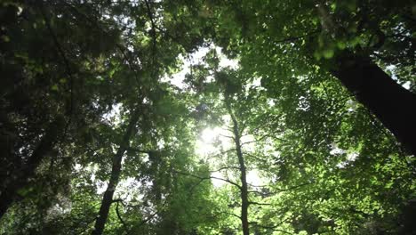 A-inverted-tracking-gimbal-shot-of-trees-in-the-park-with-sun-flares-in-the-Schlossgarten-of-Karlsruhe