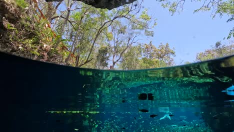 POV-half-submerged-diving-in-crystal-clear-turquoise-waters-at-Nicte-ha-cenote-in-Tulum,-Mexico