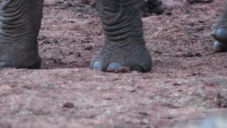 African-Bush-Elephant-Close-up-Feet-Walking-In-Safari-Park