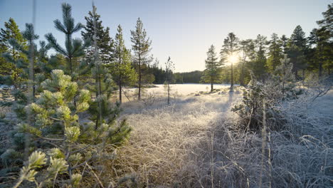 Wide-shot-of-an-open-and-young-pine-forest-backlit-by-the-morning-sun