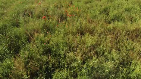 Green-meadow-and-red-blooming-flowers,-low-altitude-fast-flying-drone-view