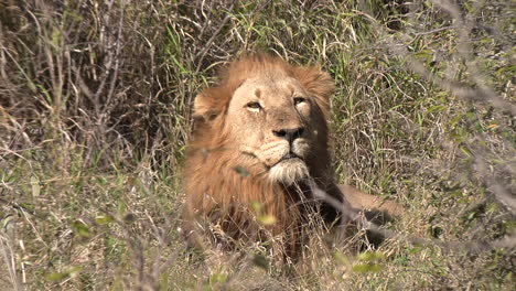 Male-Lion-Lying-in-Dense-Grass-at-Safari-Park