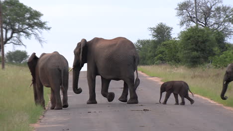Elefantes-Cruzando-La-Carretera-De-Alquitrán-Con-Un-Elefante-Bebé,-El-Parque-Nacional-Kruger