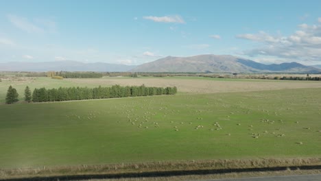Aerial-view-of-agricultural-green-fields-with-flock-of-sheep-at-the-base-of-the-Southern-Alps-in-rural-countryside-of-Mackenzie-District,-South-Island-in-New-Zealand-Aotearoa