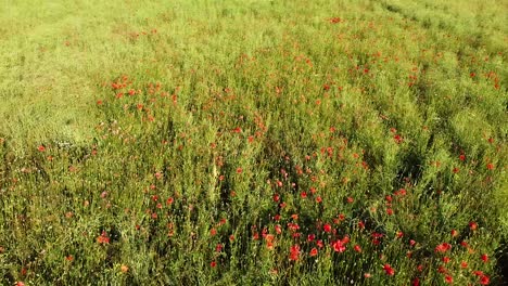 Green-meadow-and-red-poppy-flowers-on-sunny-summer-day,-aerial-view
