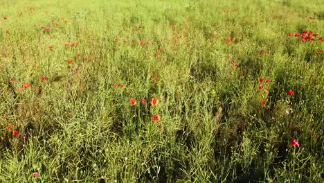 Blooming-red-poppy-flowers-in-green-agriculture-meadow,-low-angle-aerial-view