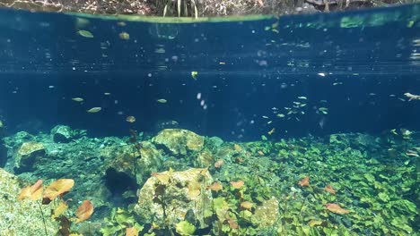 Tauchen-Im-Kristallklaren-Türkisfarbenen-Wasser-In-Der-Cenote-Nicte-ha-Mit-Felsen-Und-Kleinen-Fischen-In-Tulum,-Mexiko