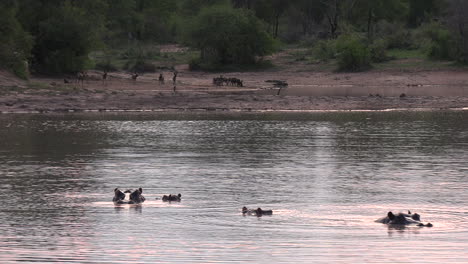 Hipopótamos-En-El-Agua-Y-Una-Jauría-De-Perros-Salvajes-Africanos-En-Las-Orillas-Del-Estanque
