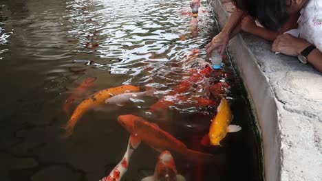 Asian-Children-hand-feeding-Koi-fish-in-pond-with-baby-milk-bottle,-close-up