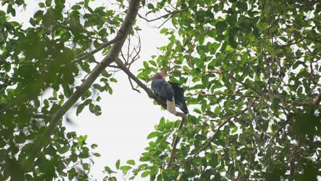 Seen-from-below-while-vigorously-preening-itself,-Wreathed-Hornbill-Rhyticeros-undulatus,-Male,-Thailand